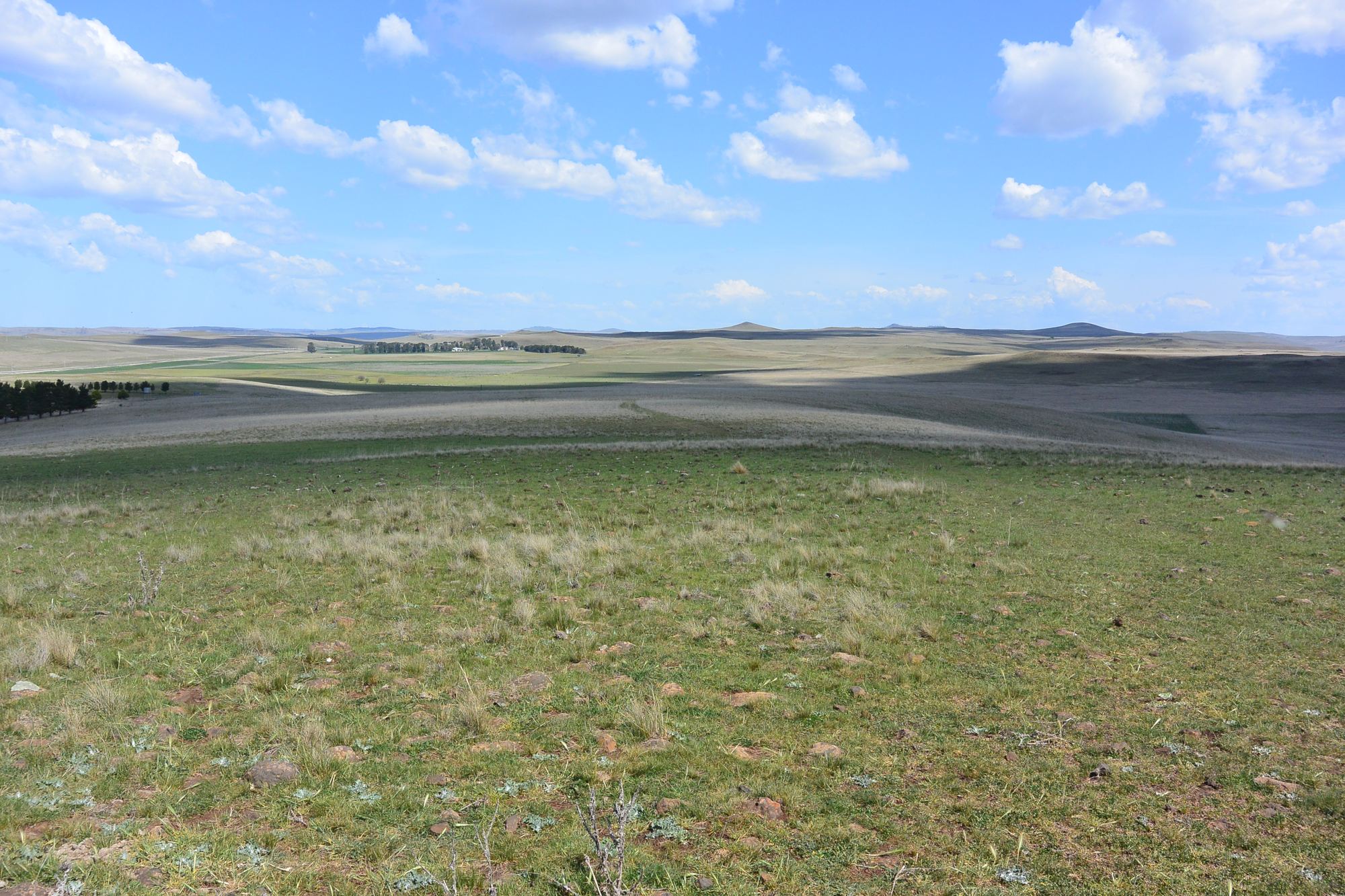 Open, gently undulating grazing country on the Monaro high plains at Rock Flat, with cleared paddocks extending to a distant ridgeline under a wide sky.