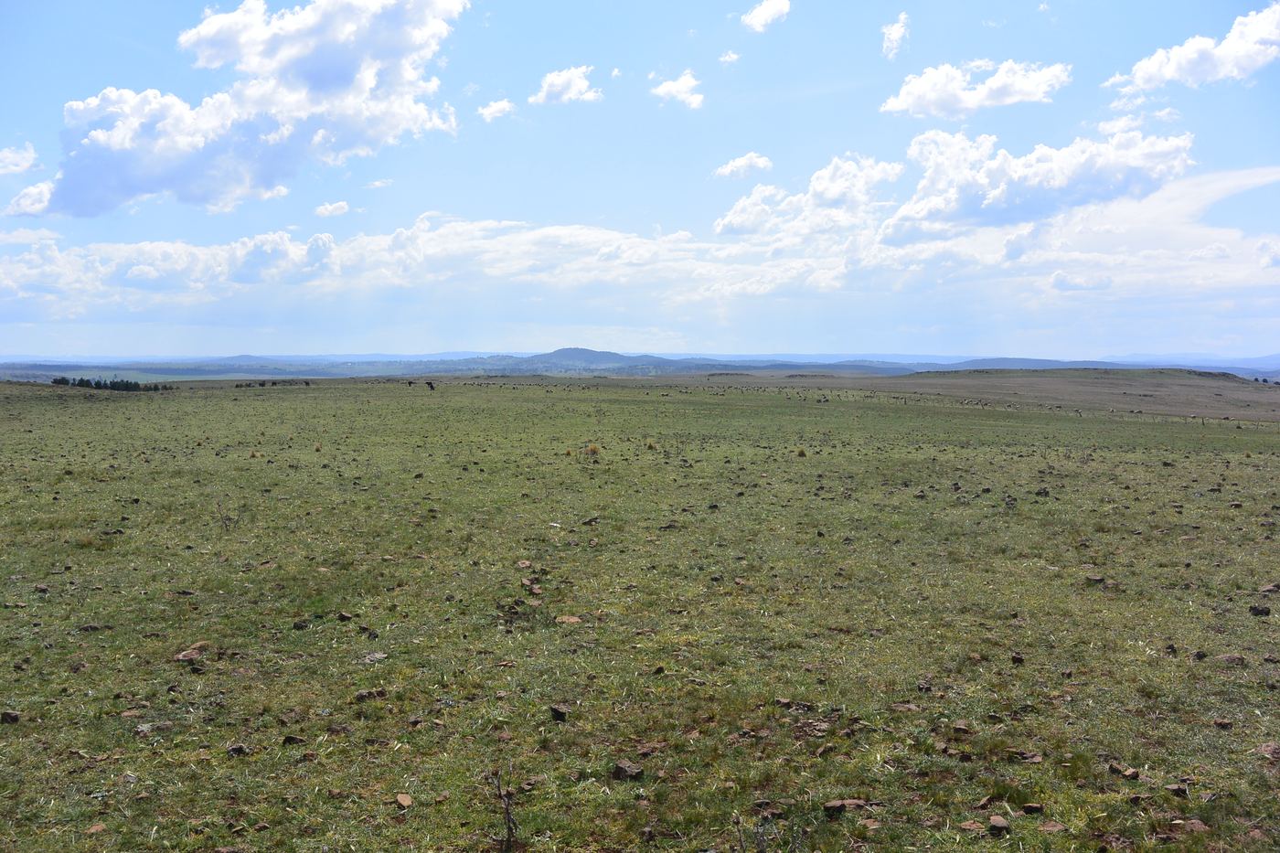 Wide open cleared grazing land at Rock Flat extending to low hills on the horizon, illustrating the scale and gentle topography of the property.